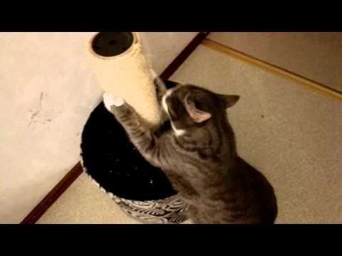 Cat going crazy from cats mint!