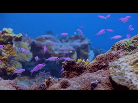 Un récif de coraux en bonne santé découvert au large de Tahiti