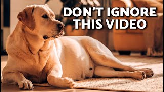 🍼 8 Signs of LABOR in a DOG 🚨🐕 These Are the Signs Your Dog is About to Give Birth!