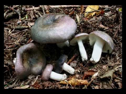 gombák szaprofitok vagy paraziták