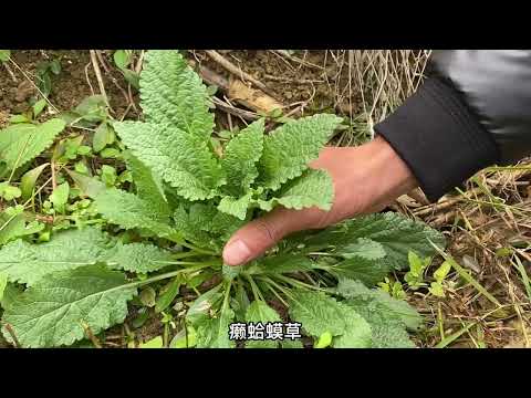 蛤蟆草痔瘡