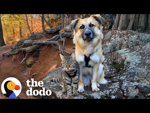 A Kitten and a Dog Both Had Traumatic Pasts. Then They Became Unlikely Soulmates.