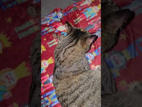 Gato con su palo de hierva gatera