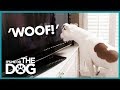 How to Make Your Dog Stop Barking | It's Me or the Dog