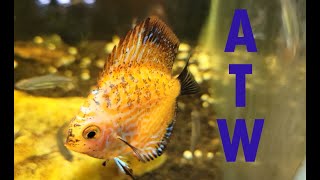 "Around The World" Update on My Fish Room (12/18/24)