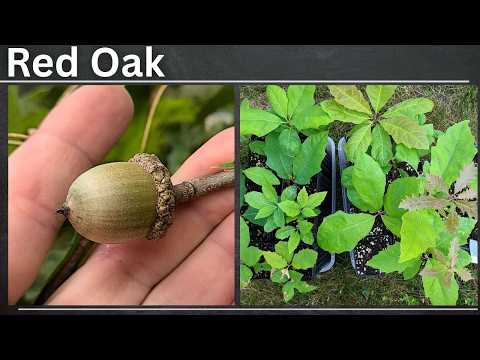How To Grow Red Oak Trees From Seed