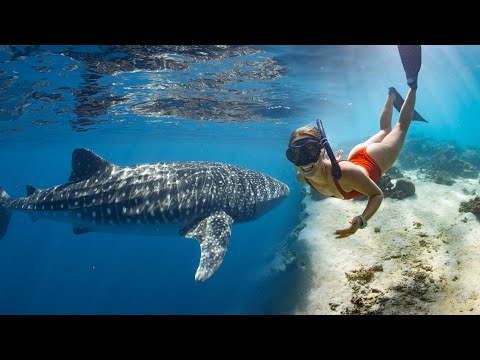 Swimming with the BIGGEST FISH in the world! Ningaloo Reef | Ep.36
