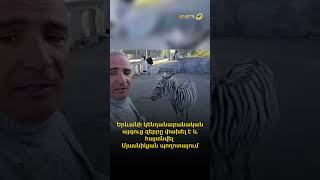 Երևանի կենդանաբանական այգուց զեբրը փախել է և հայտնվել Մյասնիկյան պողոտայում