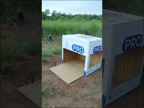 Easy Simple Pigeon Trap Using Cardboard Box #shorts #trap