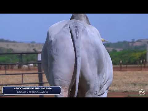 20 DOSES CONVENCIONAL NELORE - NEGOCIANTE DO SNI - SNI 8934