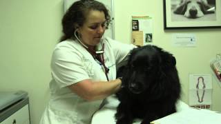 preview picture of video 'Redwood Pet Clinic - Short | Greenbrae, CA'