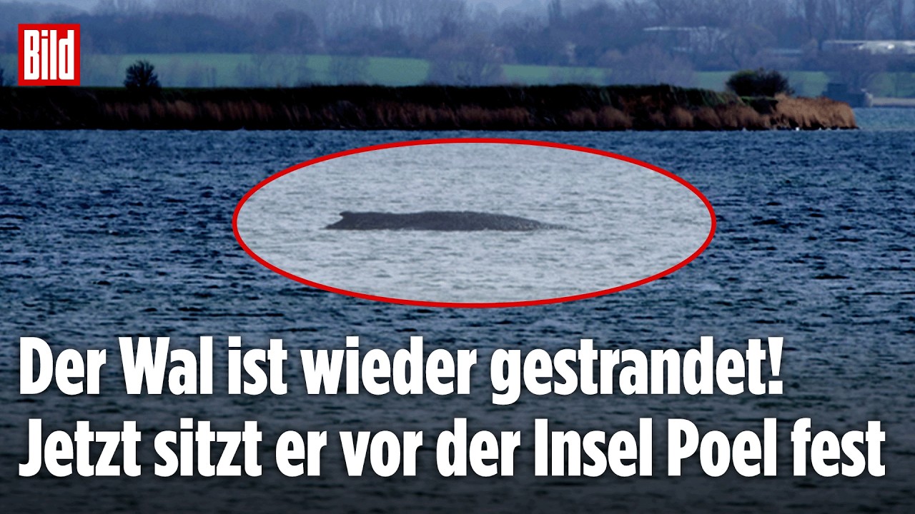 Ostsee-Drama nimmt kein Ende: Wal hängt schon wieder fest
