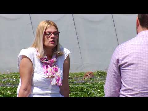 Reč struke ep. 171 24.04.2018. - Gajenje i isplativost jagode