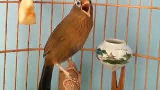 Download lagu wambi gacor isian mewah mp3 Download lagu wambi gacor isian mewah mp3