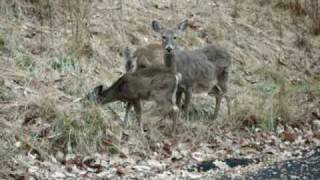 preview picture of video 'Mother deer and her young preparing for winter. By BruceMoose.com'