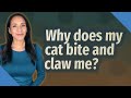Why Does My Cat Bite And Claw Me