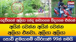 අයින් වෙන්න අයින් වෙන්න අලියා එනවා අලියා අලියා..