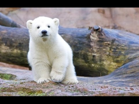 Vindictus obt 555 ฆ่าBoss หมีง่ายๆ