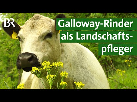 , title : 'Kampf gegen invasive Neophyten - Galloway-Rinder als Landschaftspflege | Unser Land | BR'