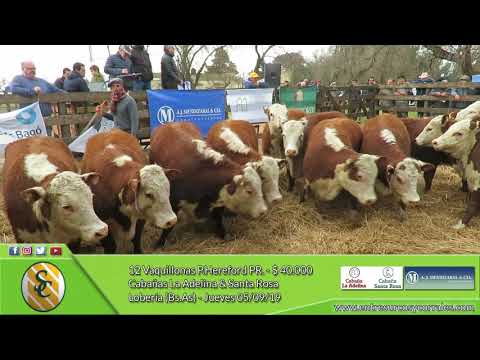 05-09-19 - Venta de Vaquillonas P.Hereford PR. - Cabañas La Adelina & Santa Rosa - Lobería