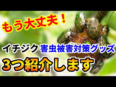 園芸 スズメバチなくしてイチジクなし