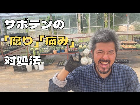 クリスマスサボテンの砂糖水やりを再開する