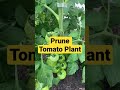 How to prune tomato plants #Shorts