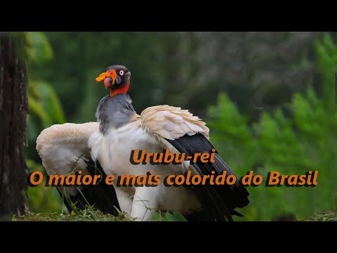 Urubu rei - Porte avantajado e agressivo