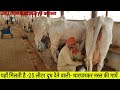 FULL VIDEO 25 Kg Milk Tharparkar Cows Farm CCBF SURATGARH Rajasthan