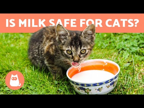 YouTube video about: Can cats have condensed milk?
