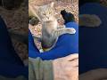First Time Ever Adorable Gray Tabby Shorts
