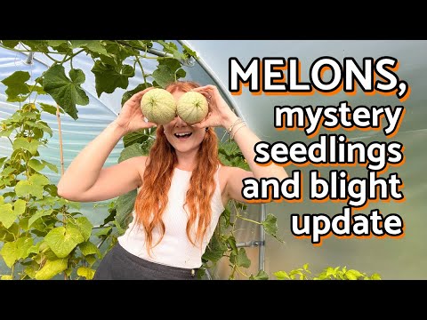 Harvesting the first melons and a blight update!