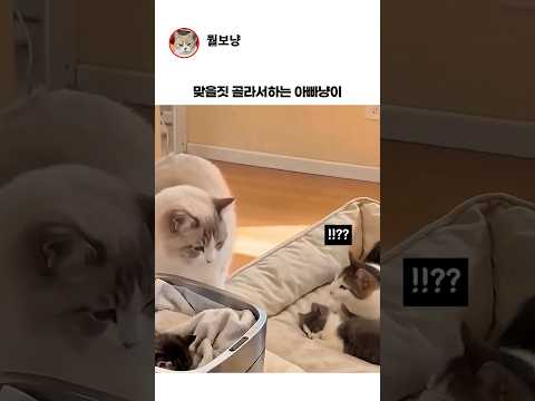 맞을짓만 골라서하는 남편냥이