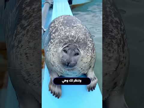 هل تعلم لماذا تعانق الفقمة الكلاب؟