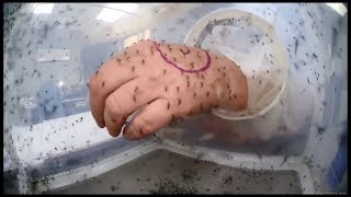 Jangan Pernah Menganggap Remeh Nyamuk Sebelum Kalian Tonton Ini.. !!!