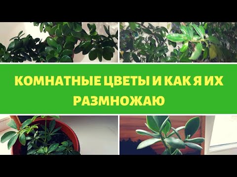 Мои комнатные цветы и как я их размножаю.