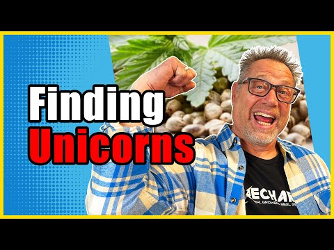 Cannabis Pheno Hunting - Finding the Best Plant in Your Seeds Pack