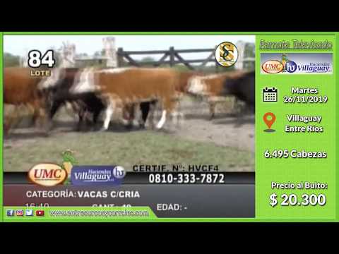 26-11-19 - Venta de Vientres - Remate Televisado de UMC & HACIENDAS VILLAGUAY - Entre Ríos