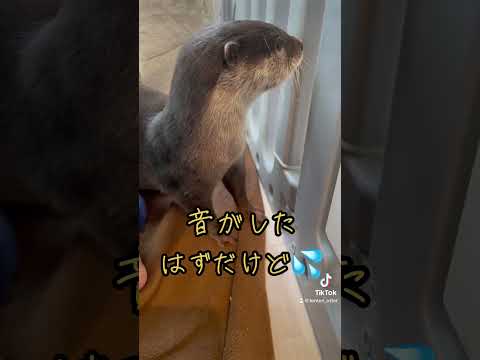 兄より惑わされるカワウソ🦦 #カワウソ #カワウソてんてん #ペット #動物 #癒し