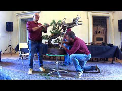 Wiring Mugo Pine Bonsai branches in time lapse