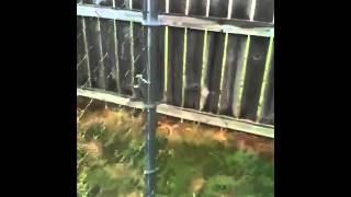 Sadie the sad eyed lady