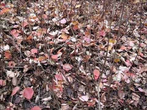 NPaT - PM - NP&T - listopad