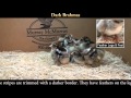 Video: Dark Brahma Baby Chicks