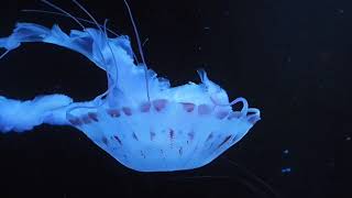 【リラックス音楽】最高の癒し音楽　疲労回復　ストレス解消 【クラゲ動画】Relax Healing Muzic jellyfish