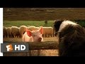 Babe, the New Sheepdog - Babe (4/9) Movie CLIP (1995) HD