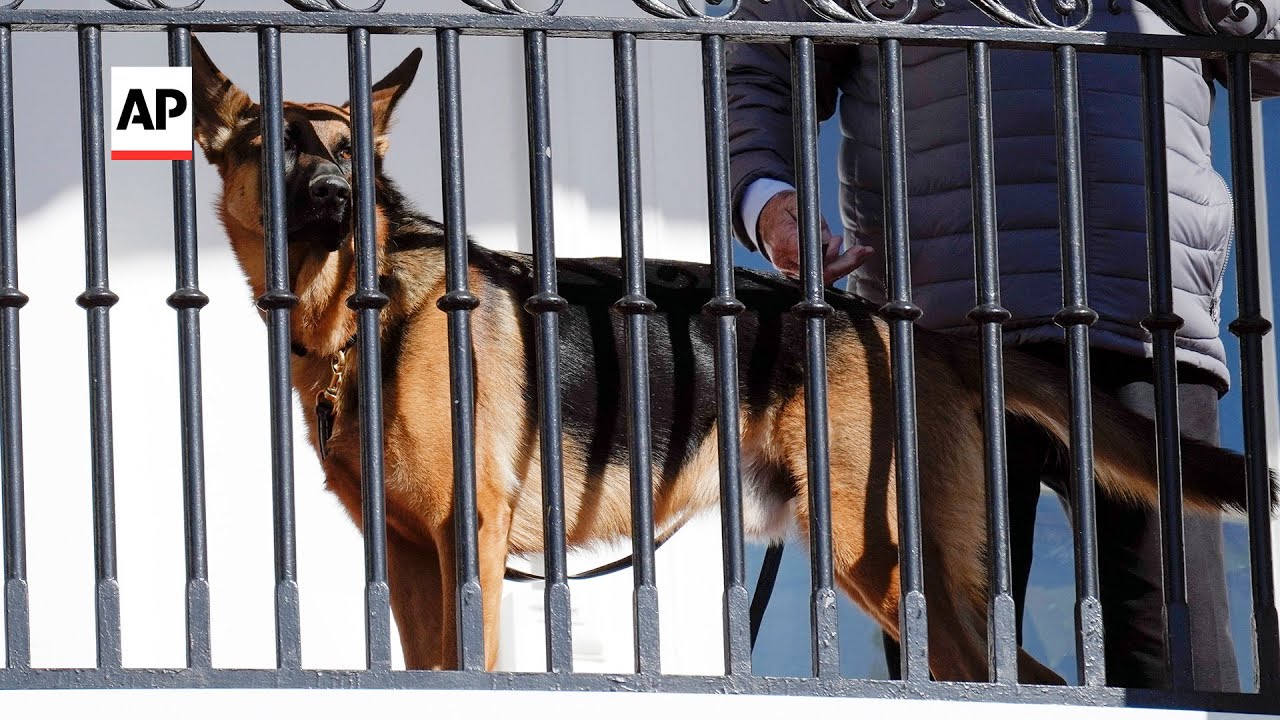 "Wróćmy do naszej linii Juliana Assange'a na piasku"(video)