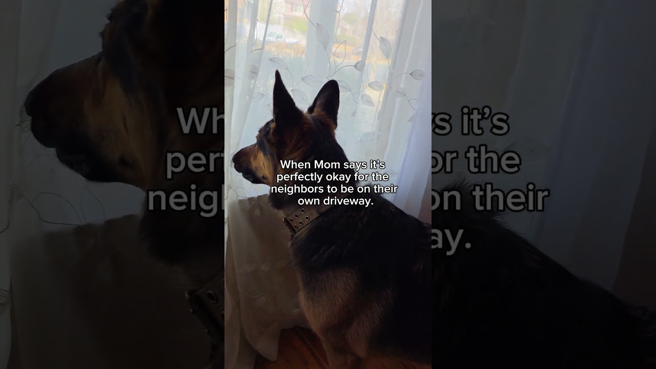 Neighborhood Watch Captain😁🐾🐾 #germanshepherd #dogshorts