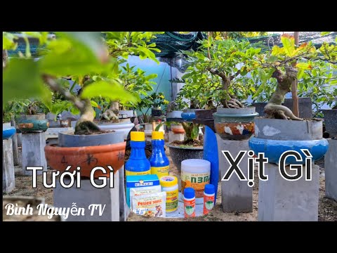 Chăm Sóc Phân Thuốc  Giữa Tháng 5 / Bình Nguyễn TV