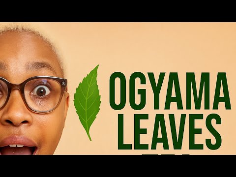 Djeka/Ogyama Leaves (Alchornea cordifolia)-For Male Impotence,Vaginal infection @healthlife_nature
