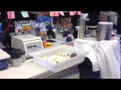 Liquid Nitrogen Apple